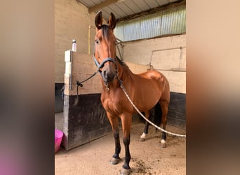 Französischer Traber, Wallach, 12 Jahre, 15,2 hh, Brauner