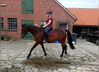 French Trotter, Gelding, 12 years, 15.3 hh, Brown