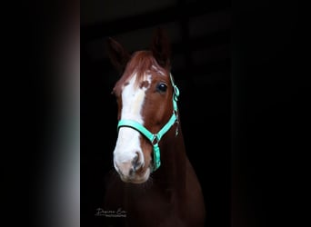 French Trotter, Gelding, 12 years, 16.1 hh, Chestnut-Red