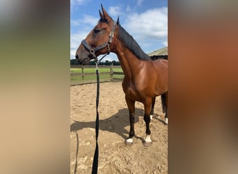 French Trotter, Gelding, 12 years, 16 hh, Brown