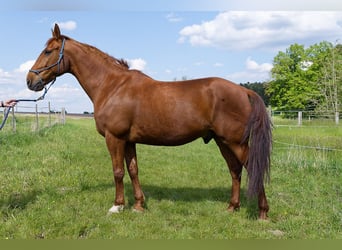 French Trotter, Gelding, 12 years, 16 hh, Chestnut-Red
