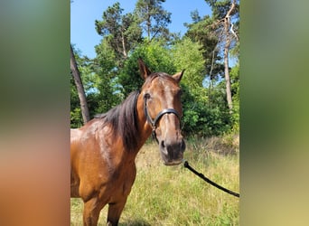 French Trotter, Gelding, 12 years, 16,2 hh, Brown