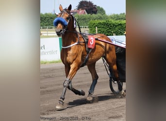 French Trotter, Gelding, 12 years, 16,2 hh, Brown