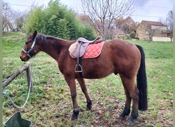 French Trotter, Gelding, 13 years, 15.2 hh, Brown