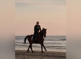 French Trotter, Gelding, 13 years, 15.2 hh