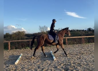 French Trotter, Gelding, 13 years, 15 hh, Bay