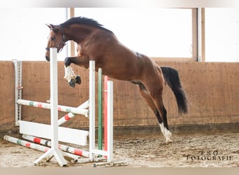 French Trotter, Gelding, 13 years, 16.1 hh, Brown