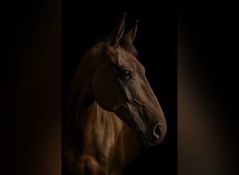 French Trotter, Gelding, 13 years, 16.1 hh, Brown