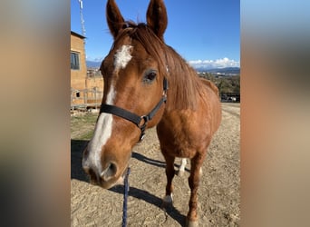 French Trotter, Gelding, 14 years, 15.2 hh, Chestnut-Red