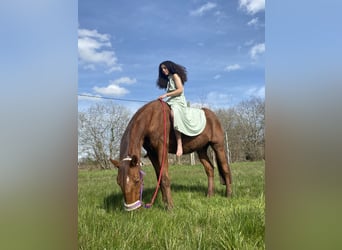 French Trotter, Gelding, 14 years, 16,2 hh, Chestnut