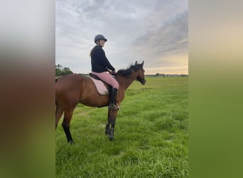 French Trotter, Gelding, 14 years, 16 hh, Brown