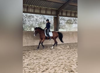 French Trotter, Gelding, 14 years, 16 hh, Brown