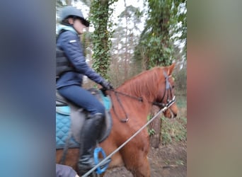 French Trotter, Gelding, 14 years, 16 hh, Chestnut-Red