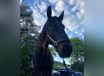 French Trotter, Gelding, 14 years, 16,1 hh, Brown