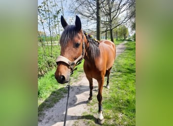 French Trotter, Gelding, 15 years, 15.2 hh, Chestnut
