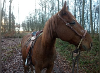French Trotter, Gelding, 15 years, 15.2 hh, Chestnut-Red