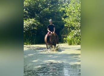 French Trotter, Gelding, 15 years, 15,3 hh, Chestnut-Red