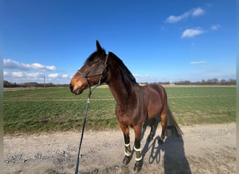 French Trotter, Gelding, 16 years, 15.2 hh, Brown