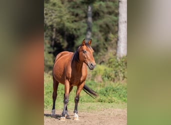 French Trotter, Gelding, 16 years, Brown