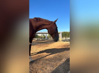 French Trotter, Gelding, 17 years, 17 hh, Sorrel
