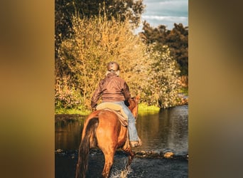French Trotter, Gelding, 22 years, 16.1 hh, Chestnut-Red