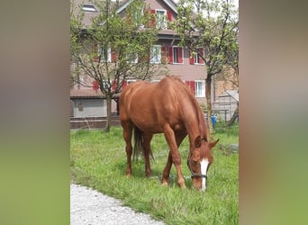French Trotter, Gelding, 24 years, 14.3 hh, Chestnut-Red