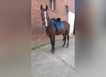French Trotter, Gelding, 2 years, 15,1 hh, Brown
