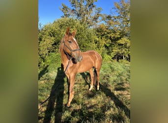 French Trotter, Gelding, 2 years, 16.2 hh, Chestnut-Red