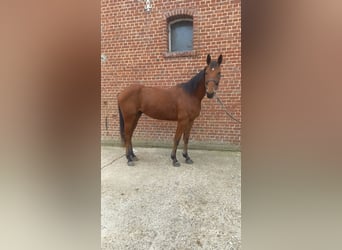 French Trotter, Gelding, 3 years, 15.1 hh, Brown