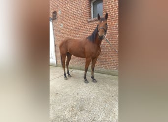 French Trotter, Gelding, 3 years, 15.1 hh, Brown