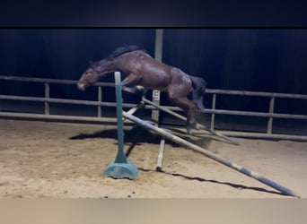 French Trotter, Gelding, 3 years, 15.2 hh, Brown