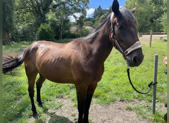 French Trotter, Gelding, 3 years, 15,1 hh, Brown