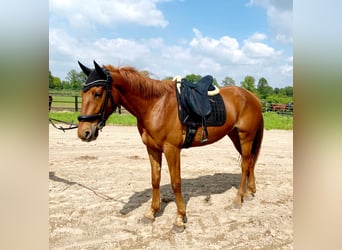 French Trotter, Gelding, 4 years, 15.2 hh, Chestnut-Red