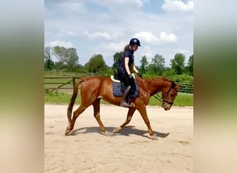 French Trotter, Gelding, 4 years, 15.2 hh, Chestnut-Red