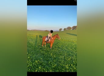 French Trotter, Gelding, 4 years, 15.2 hh, Chestnut-Red