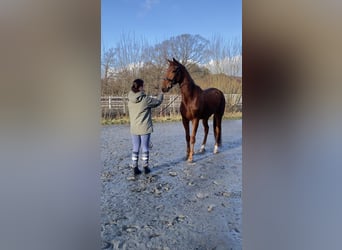 Französischer Traber, Wallach, 4 Jahre, 16,2 hh, Fuchs