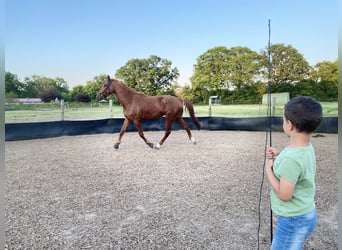 Französischer Traber, Wallach, 4 Jahre, 16,2 hh, Fuchs