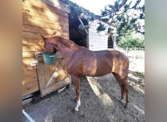 French Trotter, Gelding, 4 years, 16.2 hh, Chestnut-Red