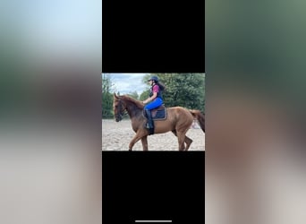 French Trotter, Gelding, 4 years, 16.2 hh, Chestnut-Red