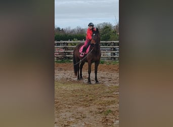 French Trotter, Gelding, 4 years, 16.2 hh, Smoky-Black