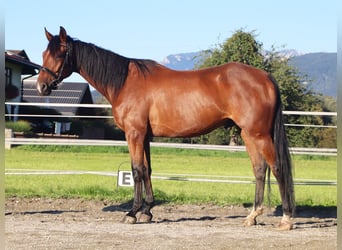 French Trotter, Gelding, 5 years, 15.2 hh, Brown