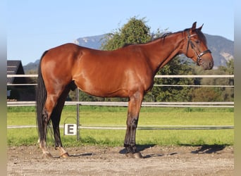 French Trotter, Gelding, 5 years, 15.2 hh, Brown