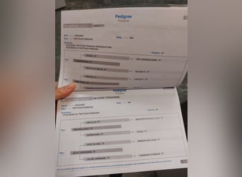 French Trotter, Gelding, 5 years, 15.2 hh, Brown