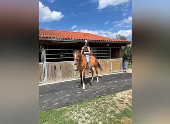 French Trotter, Gelding, 5 years, 15.2 hh, Brown-Light