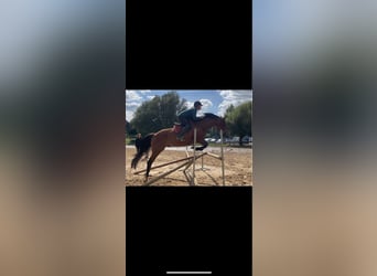 French Trotter, Gelding, 5 years, 15,2 hh, Brown