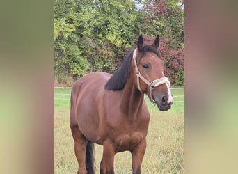 French Trotter, Gelding, 5 years, 15,2 hh, Brown