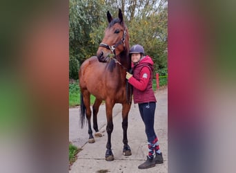 French Trotter, Gelding, 5 years, 16.2 hh, Bay
