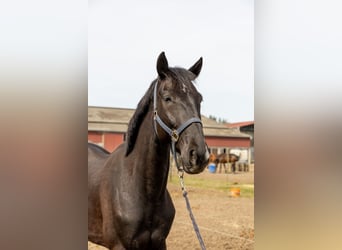 French Trotter, Gelding, 5 years, 16 hh, Black