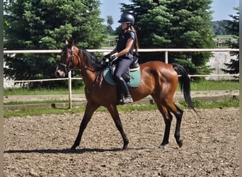 French Trotter, Gelding, 5 years, 16 hh, Brown