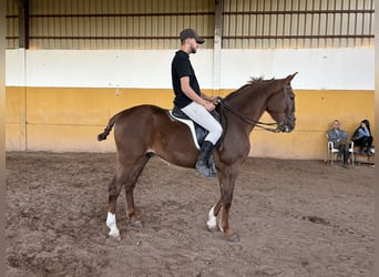 French Trotter, Gelding, 5 years, 16 hh, Chestnut-Red